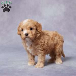 Arnie, Cavapoo Puppy